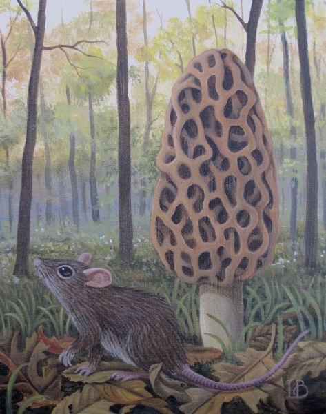 Morel